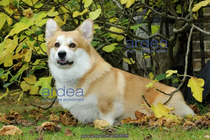  : DOG. Welsh corgi in autumn leaves
