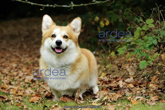  : DOG. Welsh corgi in autumn leaves