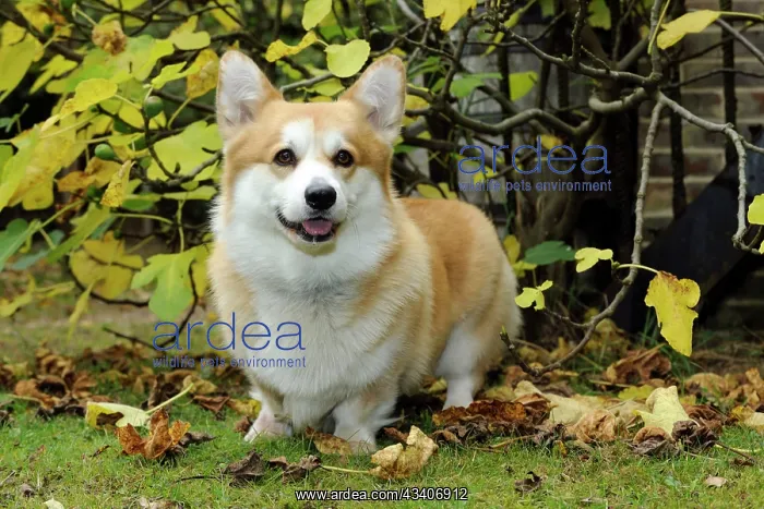 : DOG. Welsh corgi in autumn leaves : DOG. Welsh corgi in autumn leaves
