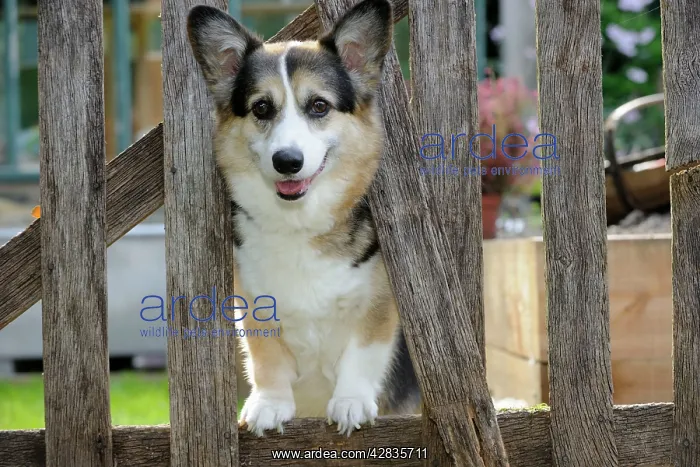 : DOG. Welsh corgi looking through garden fence
