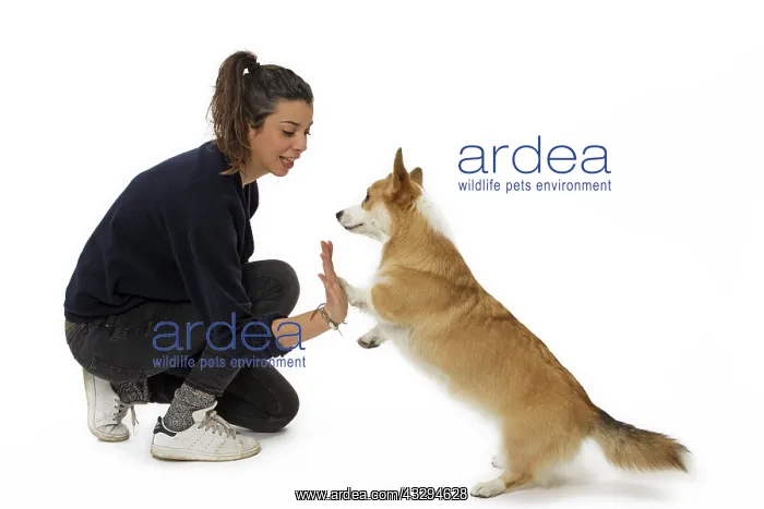 : Dog - Welsh Corgi Pembroke - with girl : Dog - Welsh Corgi Pembroke - with girl