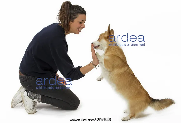 : Dog - Welsh Corgi Pembroke - with girl : Dog - Welsh Corgi Pembroke - with girl