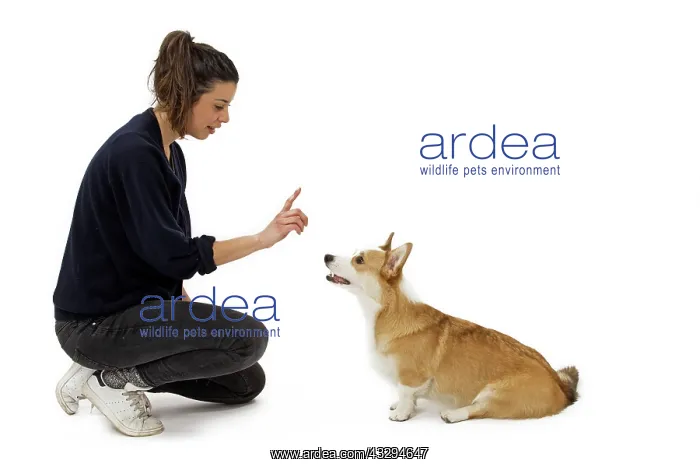 : Dog - Welsh Corgi Pembroke - with girl : Dog - Welsh Corgi Pembroke - with girl