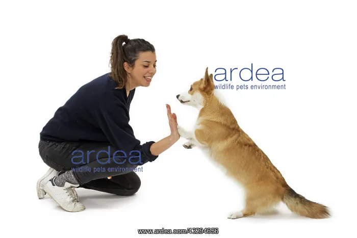 : Dog - Welsh Corgi Pembroke - with girl : Dog - Welsh Corgi Pembroke - with girl