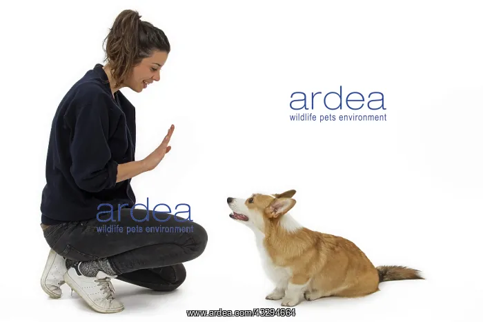 : Dog - Welsh Corgi Pembroke - with girl : Dog - Welsh Corgi Pembroke - with girl