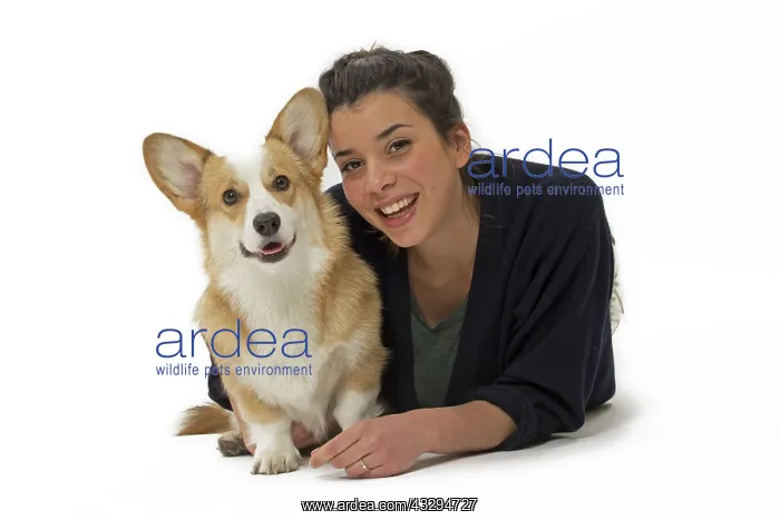 : Dog - Welsh Corgi Pembroke - with girl : Dog - Welsh Corgi Pembroke - with girl
