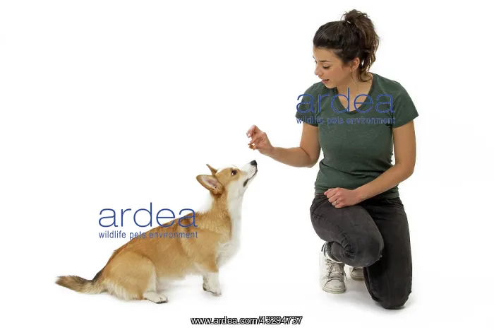 : Dog - Welsh Corgi Pembroke - with girl : Dog - Welsh Corgi Pembroke - with girl
