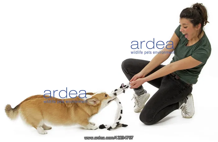 : Dog - Welsh Corgi Pembroke - with girl : Dog - Welsh Corgi Pembroke - with girl