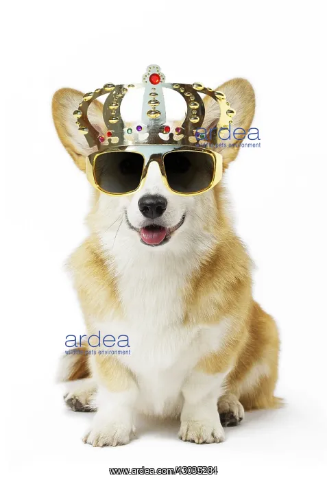 : Dog - Welsh Corgi Pembroke wearing crown glasses : Dog - Welsh Corgi Pembroke wearing crown glasses