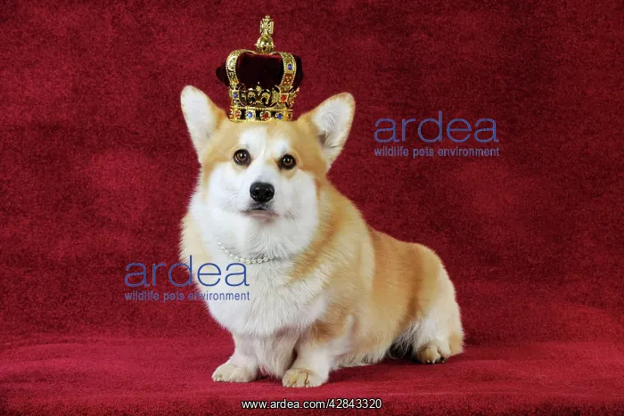  : DOG. Welsh corgi wearing crown and pearls