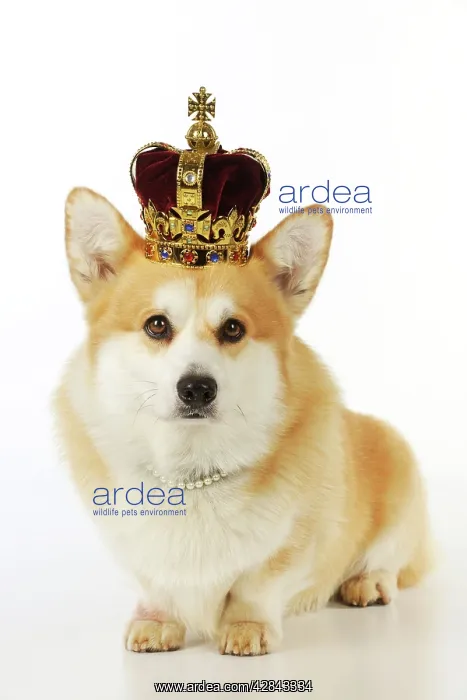  : DOG. Welsh corgi wearing crown and pearls