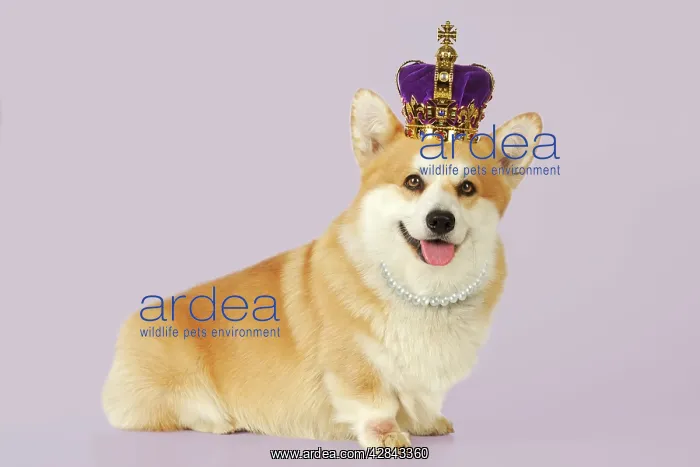  : Dog - Welsh Corgi wearing crown and pearls