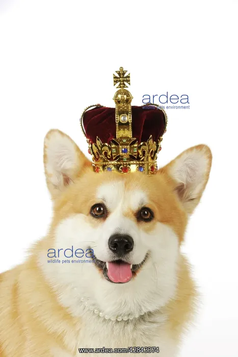  : DOG. Welsh corgi wearing crown and pearls