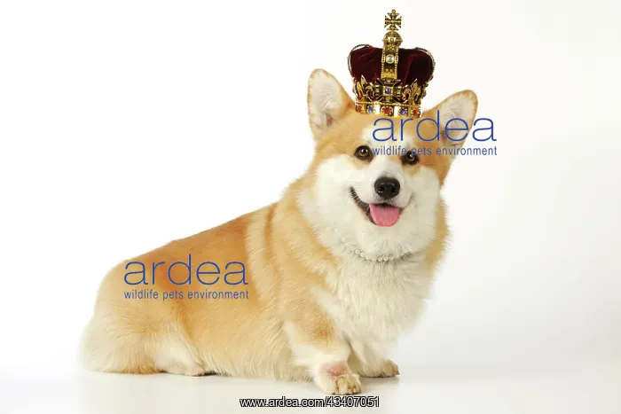  : DOG. Welsh corgi wearing crown and pearls