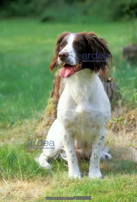 : DOG - Welsh Springer Spaniel : DOG - Welsh Springer Spaniel