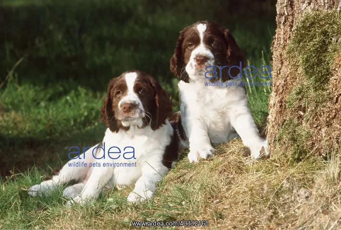 : DOG - Welsh Springer Spaniel puppies X2 : DOG - Welsh Springer Spaniel puppies X2