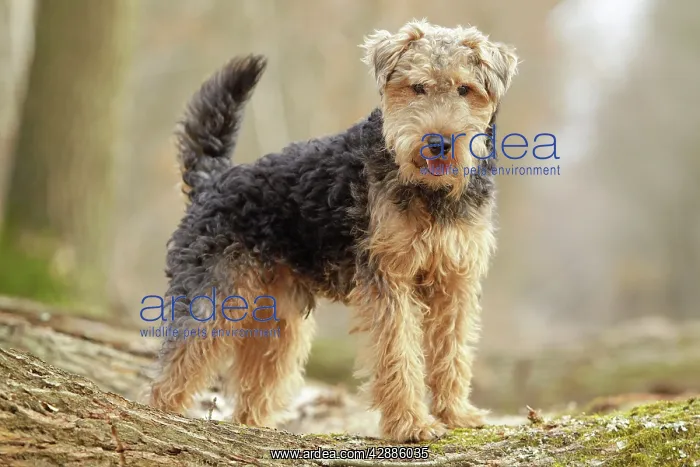  : Dog - Welsh Terrier