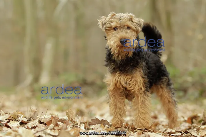  : Dog - Welsh Terrier