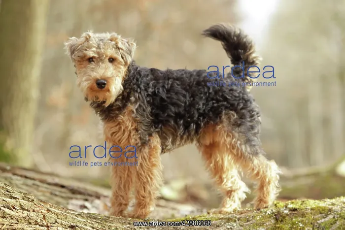  : Dog - Welsh Terrier