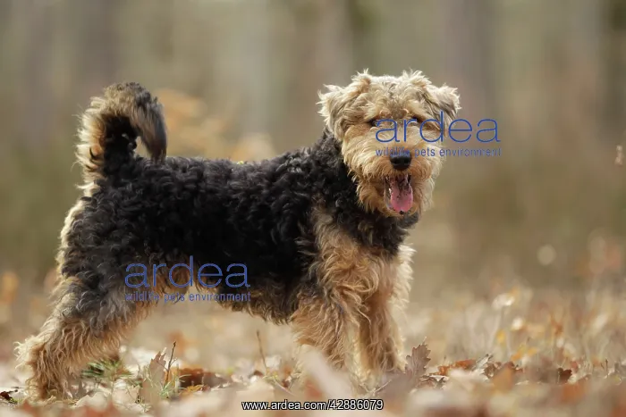  : Dog - Welsh Terrier
