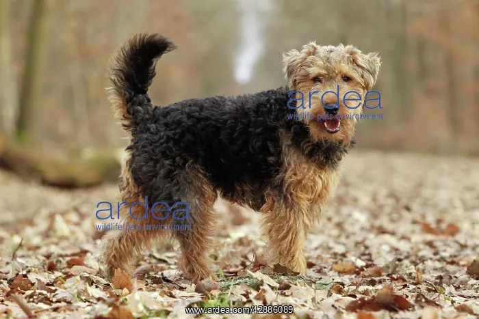  : Dog - Welsh Terrier