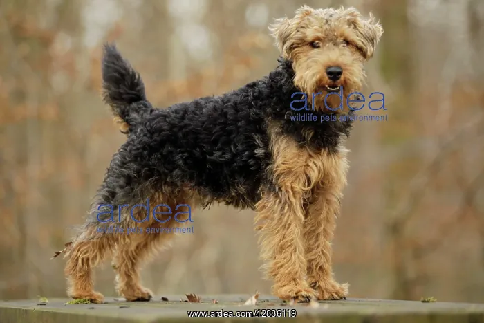  : Dog - Welsh Terrier