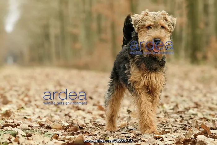  : Dog - Welsh Terrier