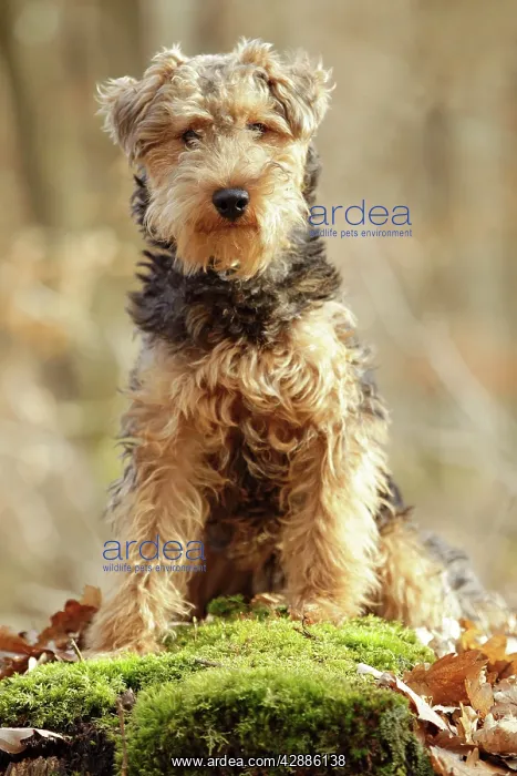  : Dog - Welsh Terrier