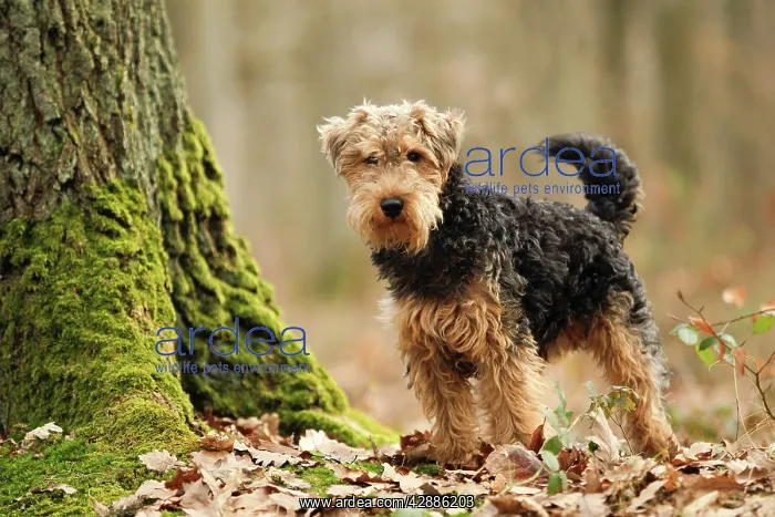  : Dog - Welsh Terrier
