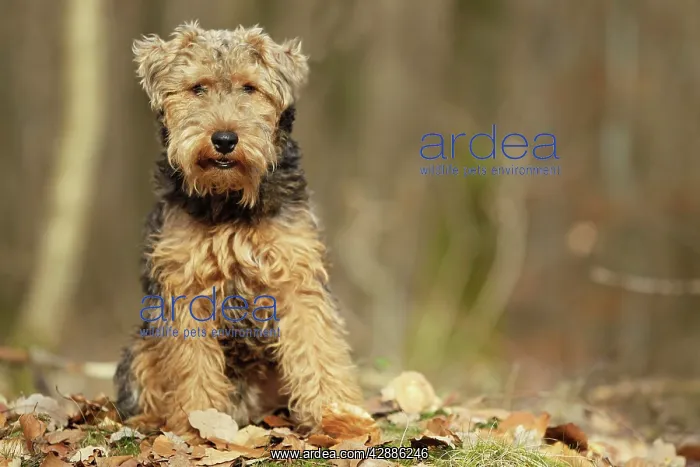  : Dog - Welsh Terrier