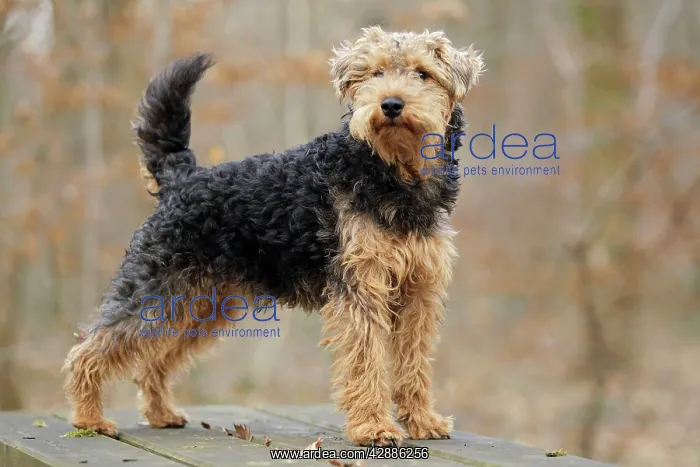  : Dog - Welsh Terrier