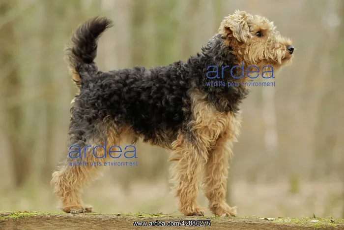  : Dog - Welsh Terrier