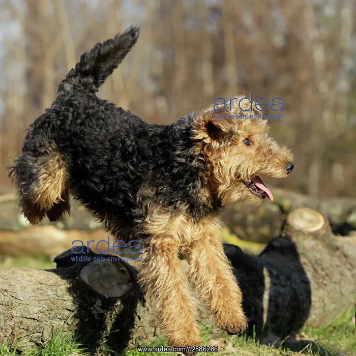  : Dog - Welsh Terrier
