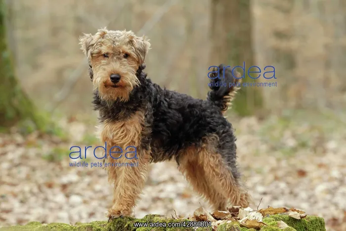  : Dog - Welsh Terrier