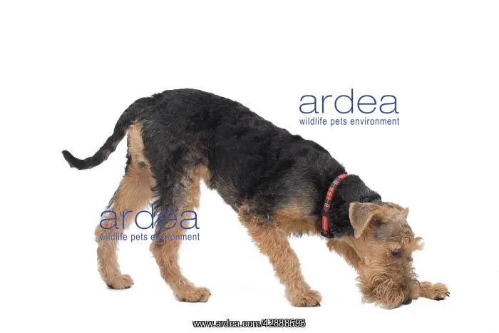  : Dog - Welsh Terrier