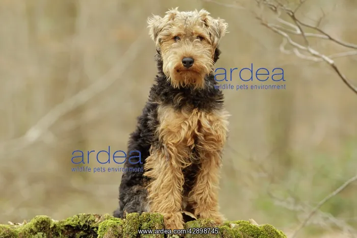  : Dog - Welsh Terrier