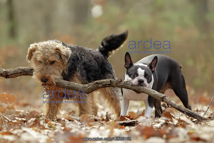 : Dog - Welsh Terrier & Boston Terrier : Dog - Welsh Terrier & Boston Terrier