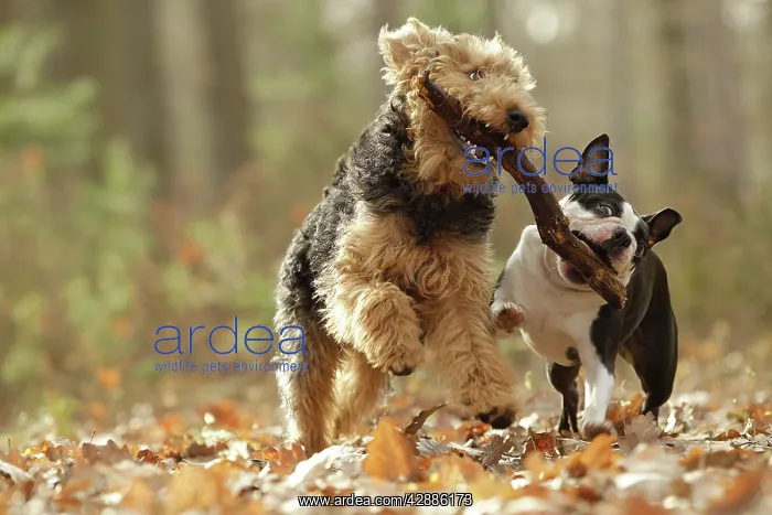 : Dog - Welsh Terrier & Boston Terrier : Dog - Welsh Terrier & Boston Terrier