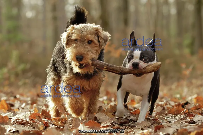 : Dog - Welsh Terrier & Boston Terrier : Dog - Welsh Terrier & Boston Terrier