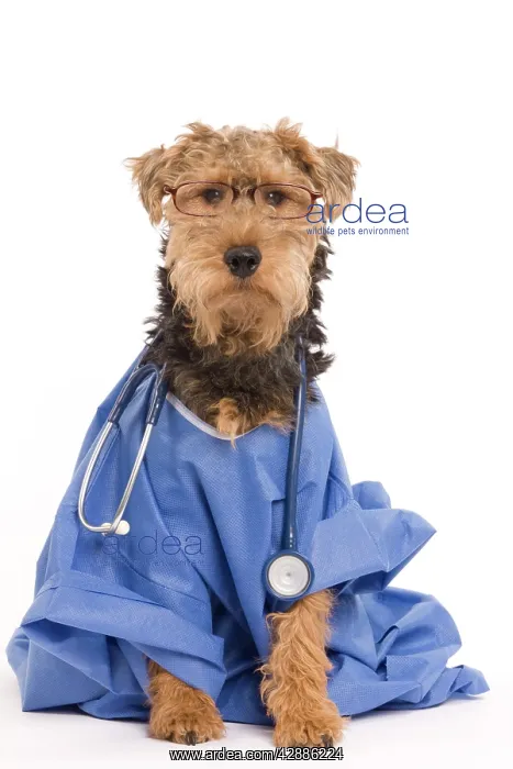 : Dog - Welsh Terrier dressed up in Doctors outfit : Dog - Welsh Terrier dressed up in Doctors outfit
