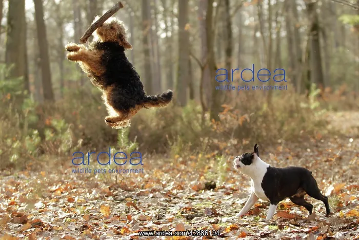 : Dog - Welsh Terrier jumping to catch stick & Boston Terrier : Dog - Welsh Terrier jumping to catch stick & Boston Terrier