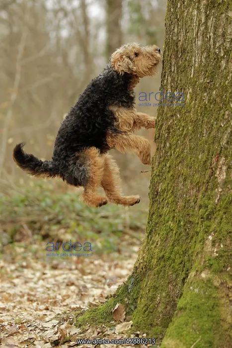  : Dog - Welsh Terrier jumping up tree