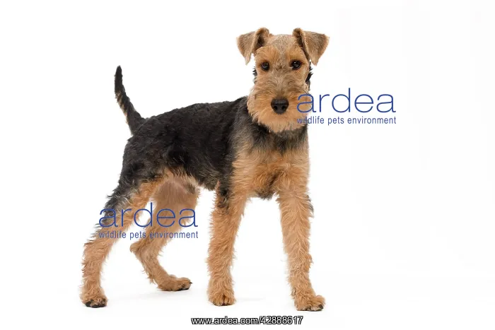  : Dog - Welsh Terrier in studio