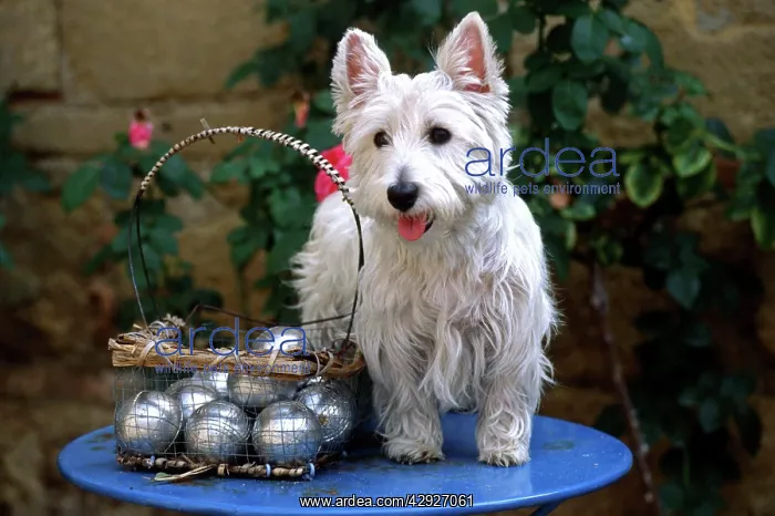 : DOG - West Highland Terrier and boules set on blue table : DOG - West Highland Terrier and boules set on blue table
