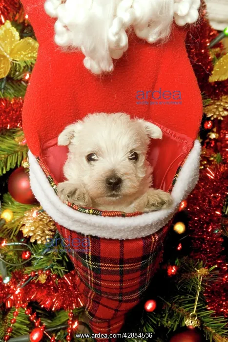 : Dog - West Highland Terrier with Christmas decorations : Dog - West Highland Terrier with Christmas decorations