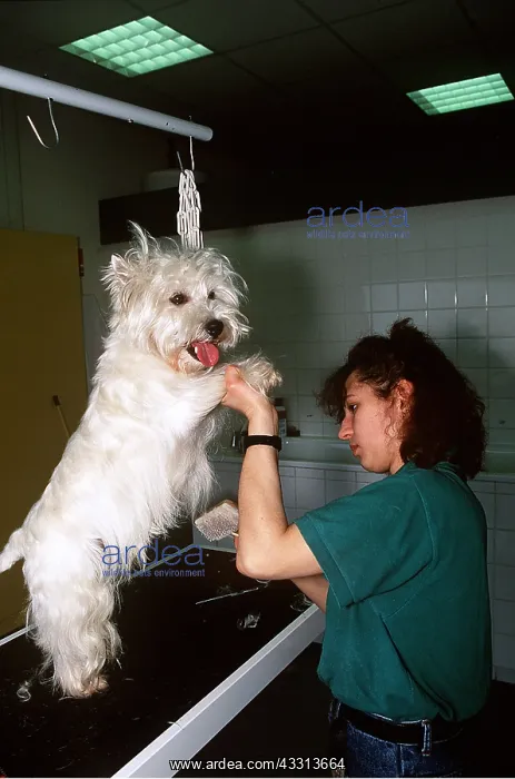 : DOG - West Highland Terrier being groomed : DOG - West Highland Terrier being groomed