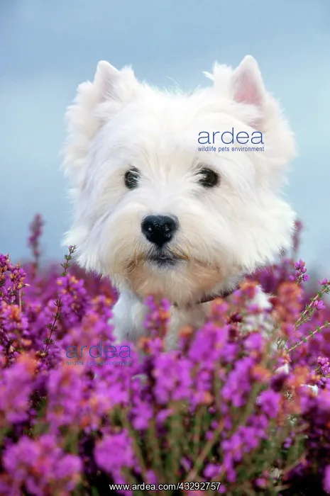 : Dog - West Highland Terrier - In heather : Dog - West Highland Terrier - In heather