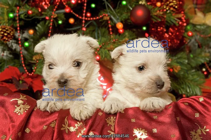 : Dog - West Highland Terrier puppies with Christmas : Dog - West Highland Terrier puppies with Christmas