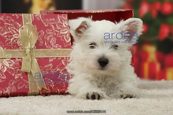 : Dog West Highland Terrier puppy. with festive Christmas gifts / presents : Dog West Highland Terrier puppy. with festive Christmas gifts / presents