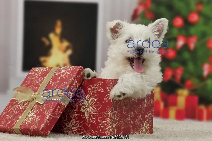 : Dog West Highland Terrier puppy. with festive Christmas gifts / presents : Dog West Highland Terrier puppy. with festive Christmas gifts / presents